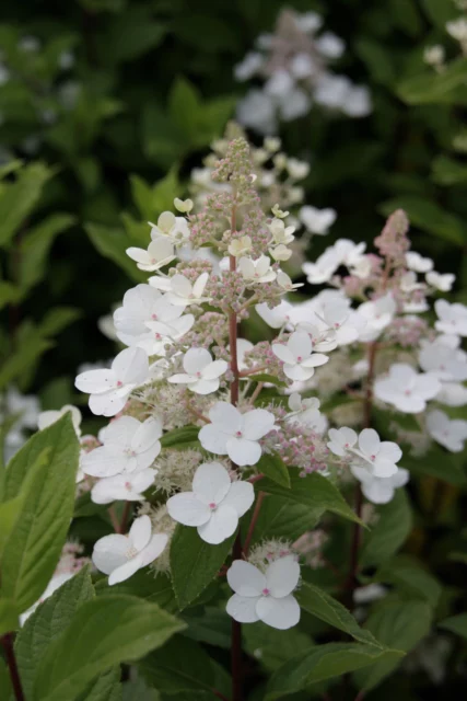 H. paniculata 'Unique'