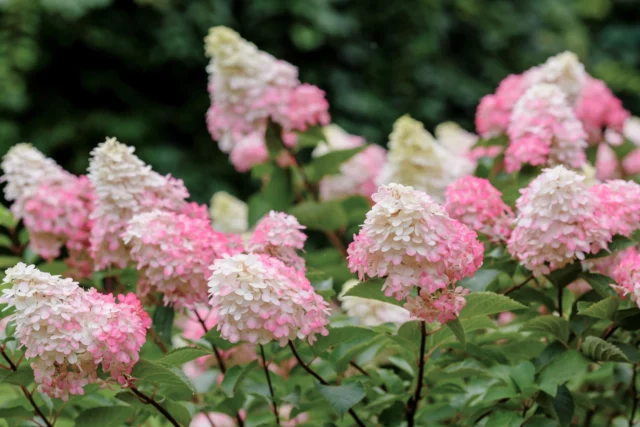 H. paniculata 'Vanille Fraise'