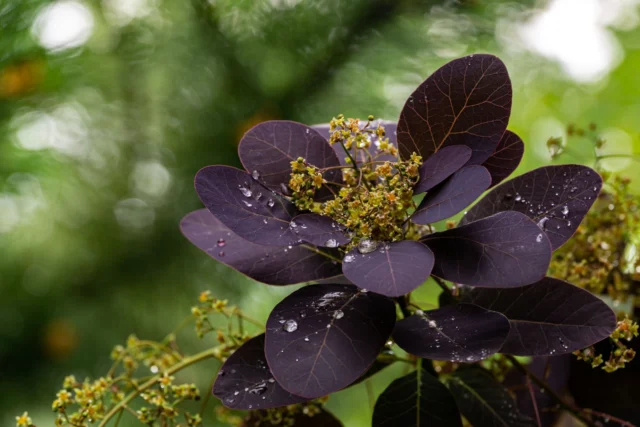 Cotinus coggygria 'Royal Purple' 