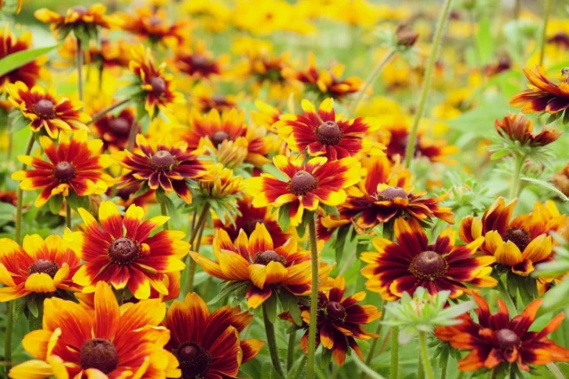 Rudbeckia hirta 'Autumn Colors'