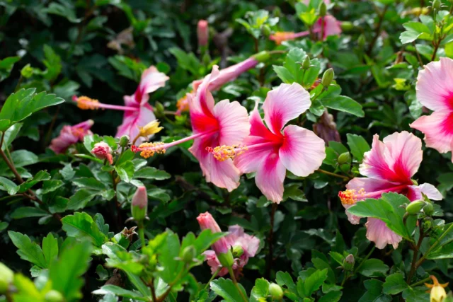 Fioriture copiose