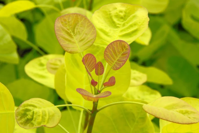  Cotinus coggygria 'Golden Spirit' 