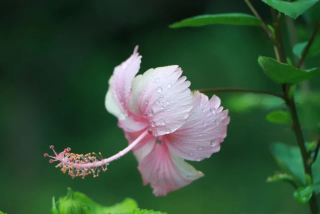 Fiore di H. rosa-sinensis