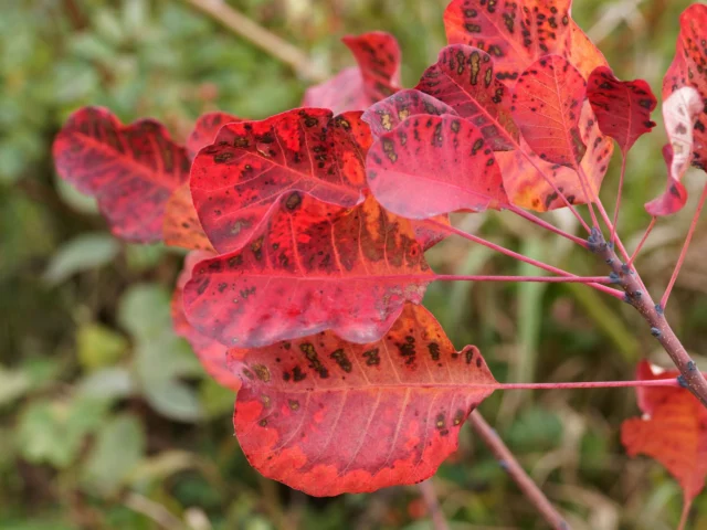 Foglie in autunno