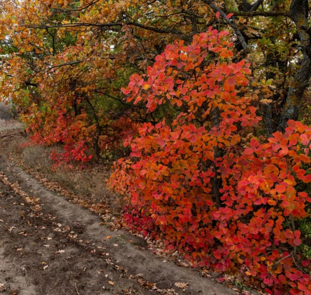 Cotinus in autunno