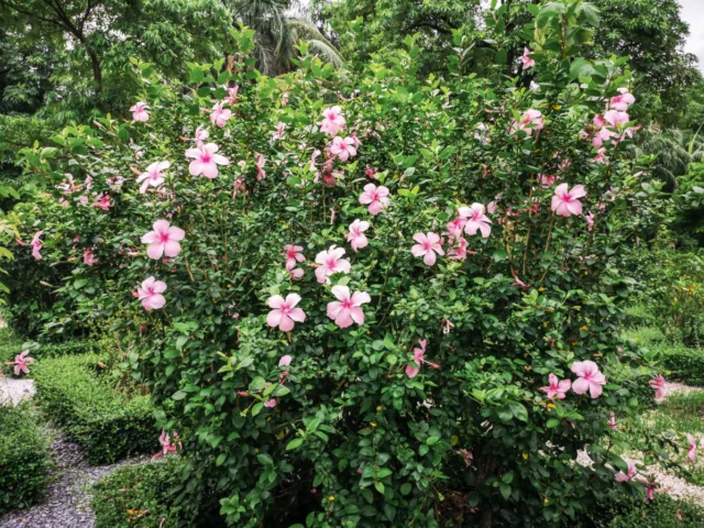 H. rosa-sinensis ad alberello