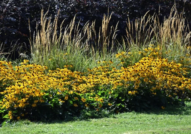 Rudbeckia hirta, portamento