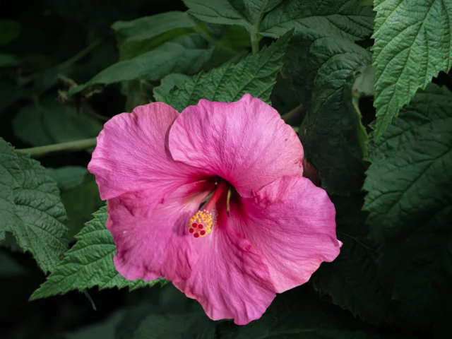 Fiore di Hibiscus rosa-sinensis