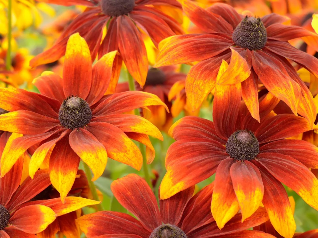 Rudbeckia hirta 'Autumn Colors'