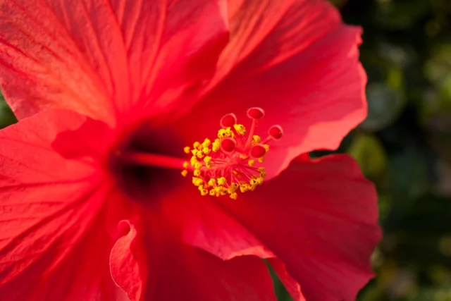 Il tipico rosso dei fiori di Hibiscus rosa-sinensis