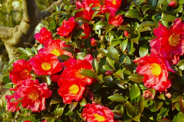 Camelia invernale a fiore rosso