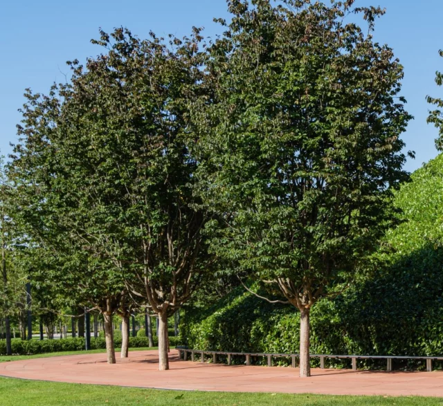 Parrotia persica 'Vanessa'