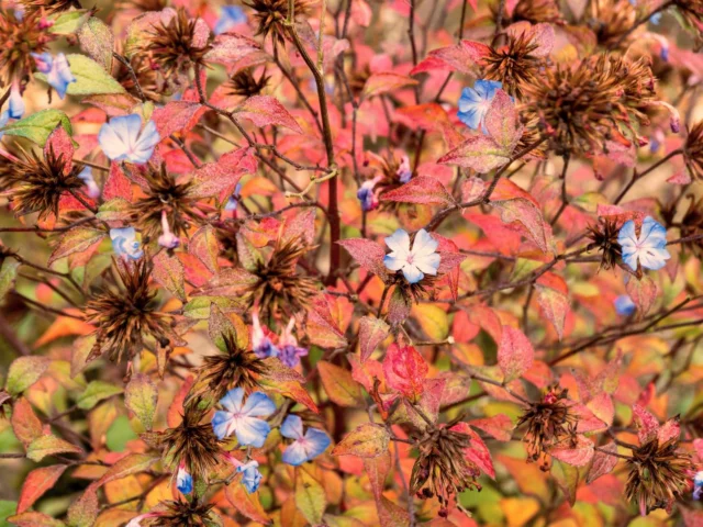 Foglie autunnali di Ceratostigma plumbaginoides