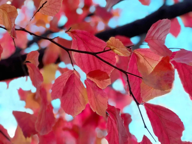 Una gamma di colori sorprendente