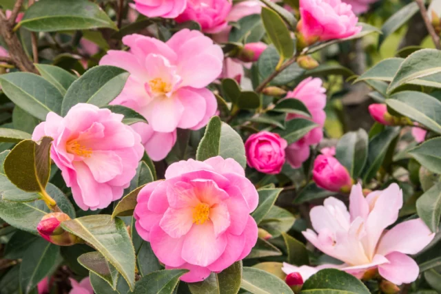 Una cascata di fiori rosa