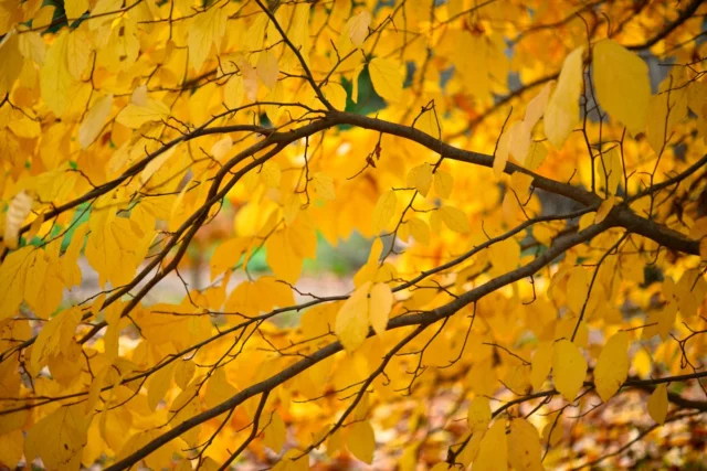 Una pioggia di giallo oro