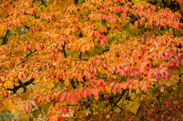 Effetto scenico di Parrotia persica