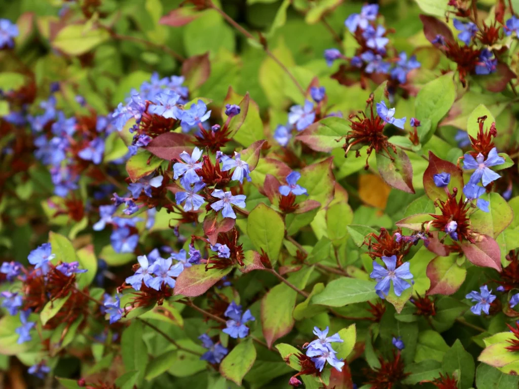 Ceratostigma plumbaginoides