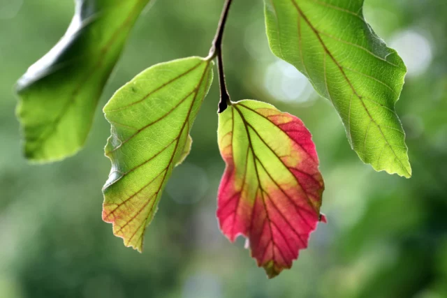 Il viraggio di colore