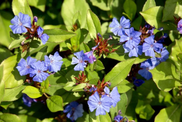 Fiori e foglie di Ceratostigma plumbaginoides