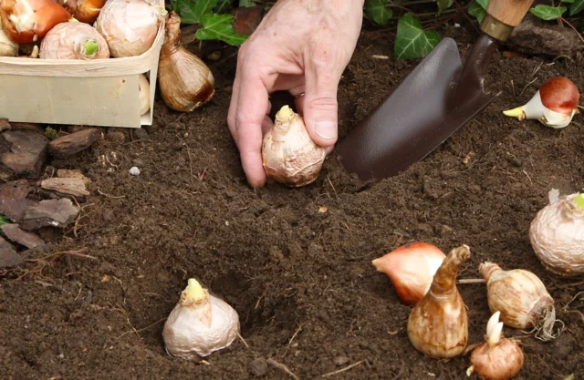 Messa a dimora dei bulbi in piena terra 