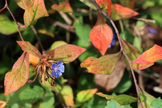 Foliage autunnale