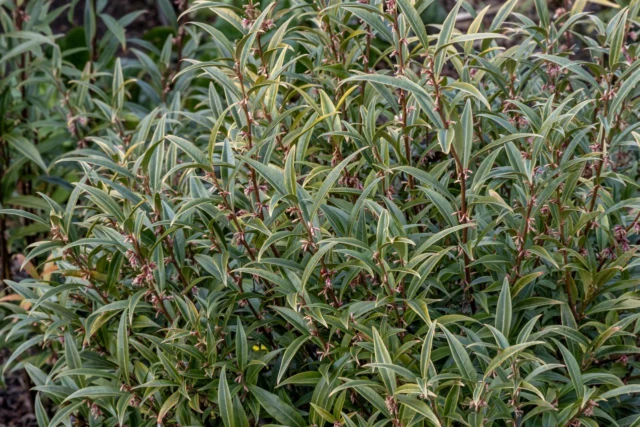 S. hookeriana var. digyna 'Purple Stem'