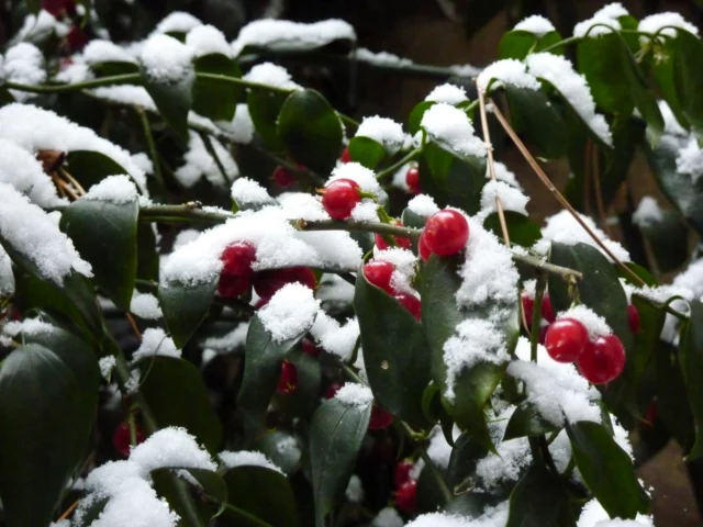 Sarcococca ruscifolia