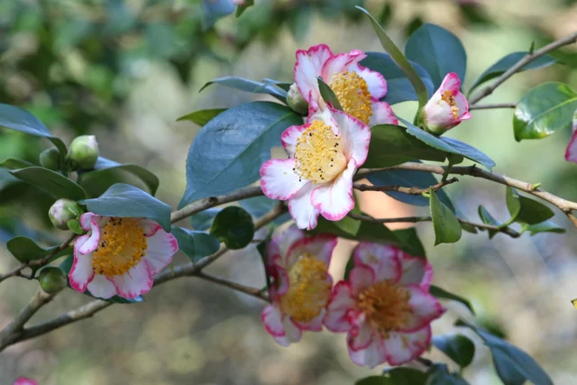 Camelia invernale