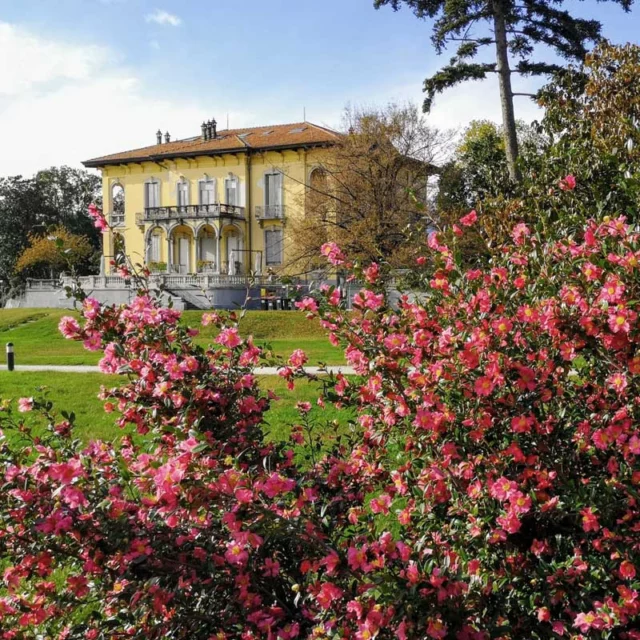 camelie invernali. Villa Maioni.