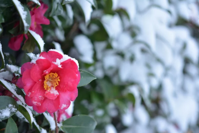 Camelie sotto la neve