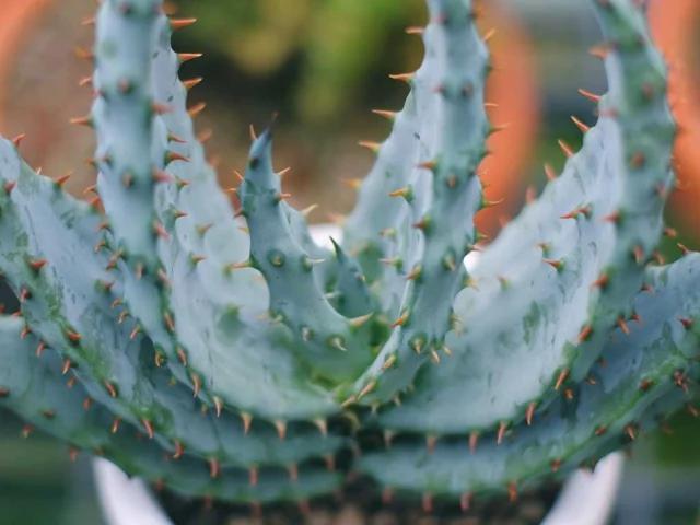 Aloe