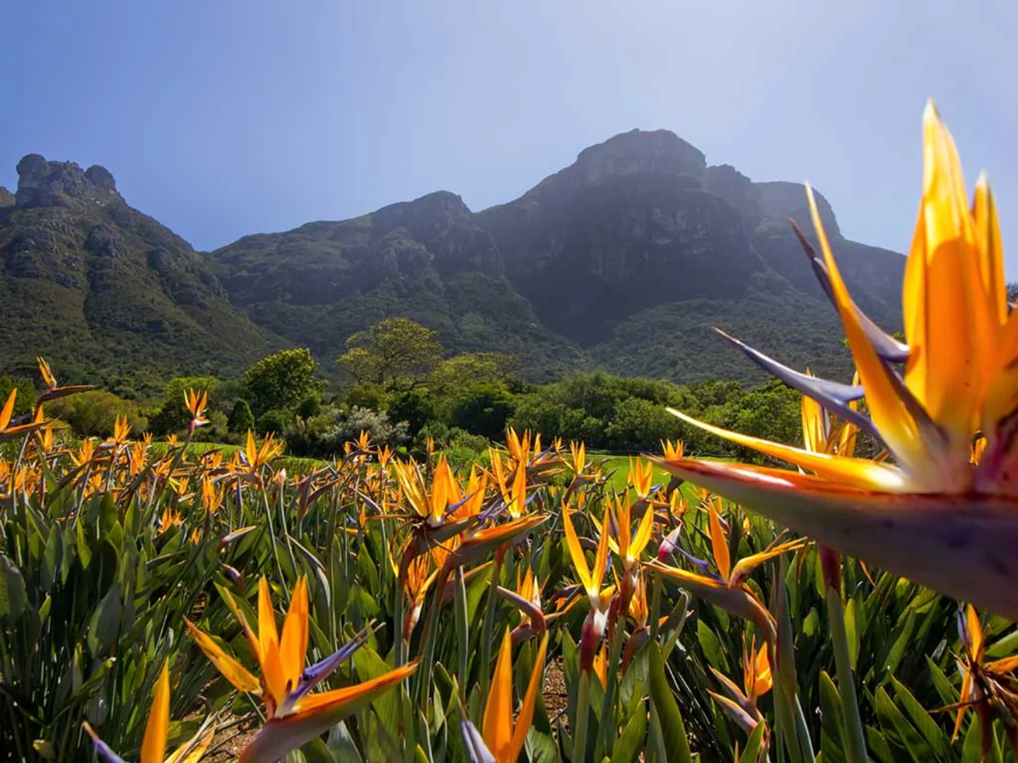 Strelitzia